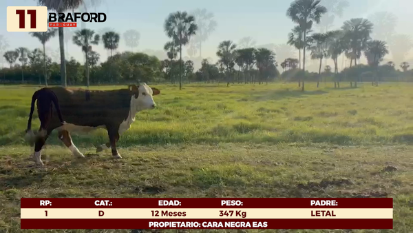 Lote LOTE 11 - TERNERAS DE CORRAL