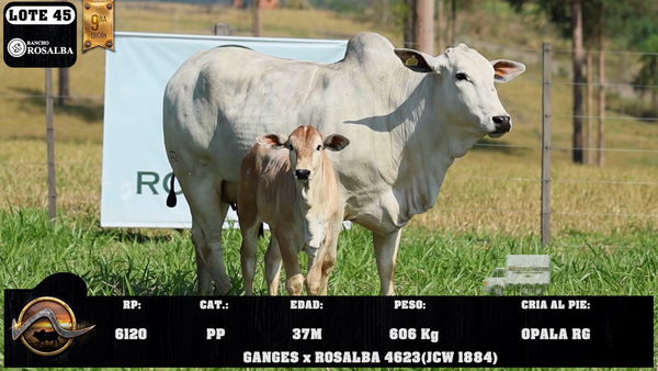 Lote LOTE 45