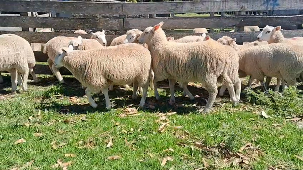 Lote 20 Corderos 35kg - , San José