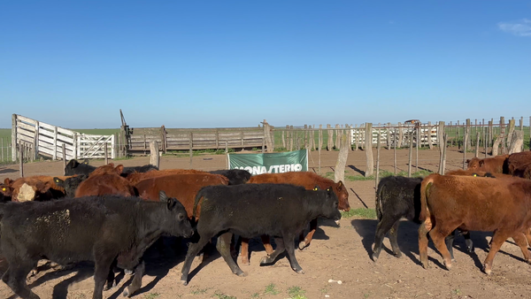 Lote 50 Terneros/as en Rivera