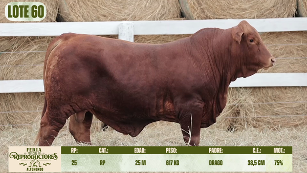 Lote LOTE 60