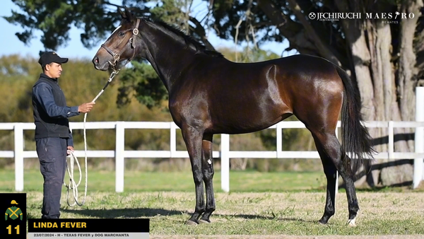 Lote LINDA FEVER