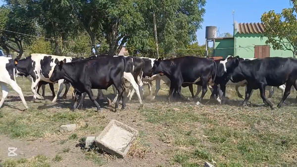 Lote NOVILLOS HOLANDO