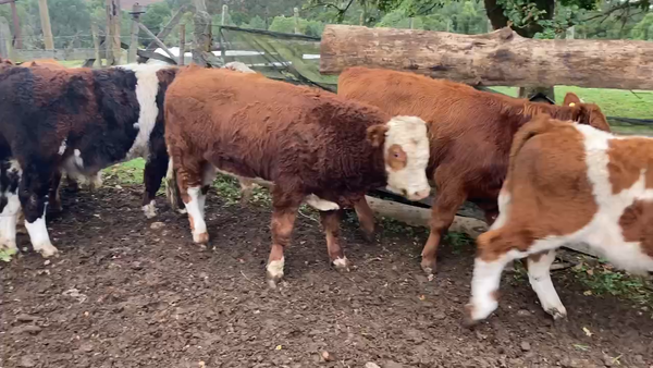 Lote 16 Ternero en Puerto Varas, X Región Los Lagos