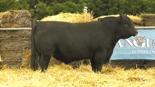 2460N — TOROS A. ANGUS PURO PEDIGREE