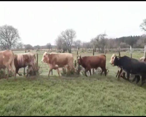 Lote 33 Vaquillonas en Ituzaingó, Corrientes