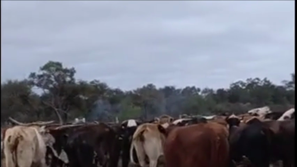 Lote 180 Vacas p/ invernar