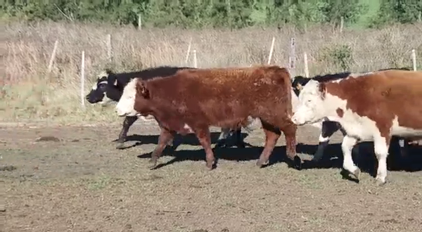 Lote (Vendido)53 Terneros CRUZAS CARNICERAS 260kg -  en PICADA BENITEZ