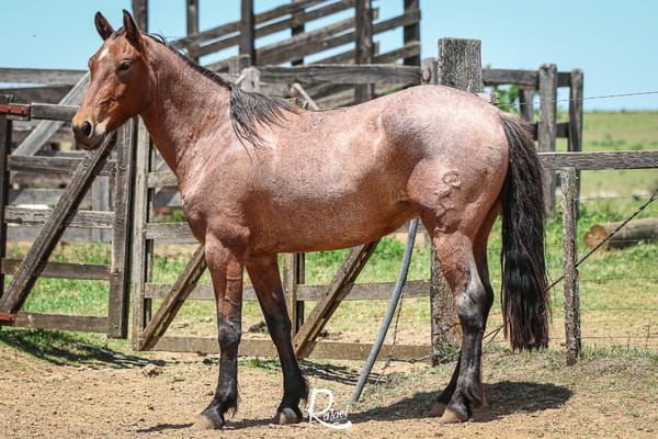 Lote Bastillo Don Salvador