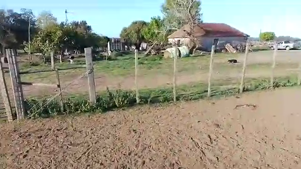 Lote 41 Terneros HOLANDO 70kg - , San José