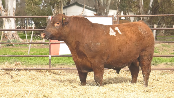 Lote TOROS ANGUS COLORADOS PC