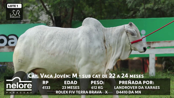 Lote LOTE 1 - BOZAL