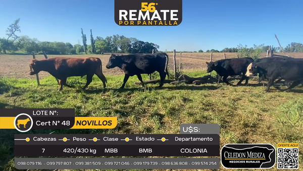 Lote 7 Novillos en La Horqueta, Colonia