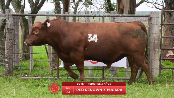 Lote Toro Pedigree 3 Años