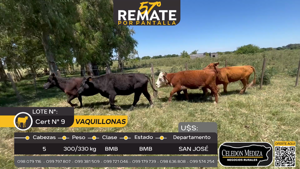 Lote 5 Vaquillonas  en San José , San José