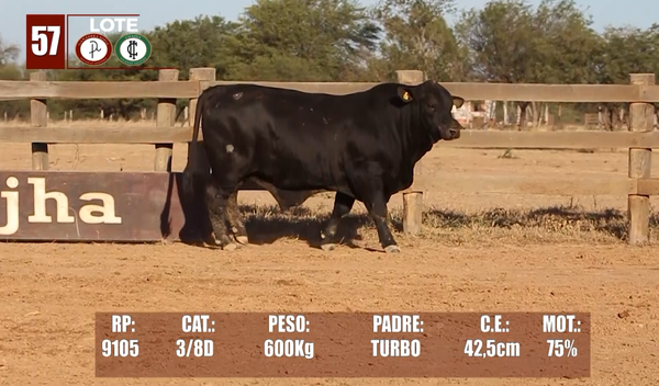 Lote Lote 57