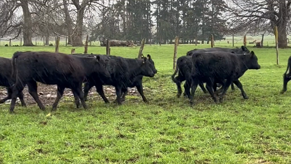 Lote 30 Ternera en Río Bueno, XIV Región Los Ríos