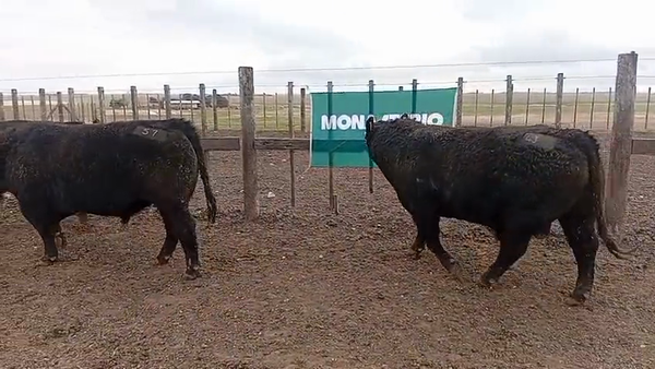Lote Toros