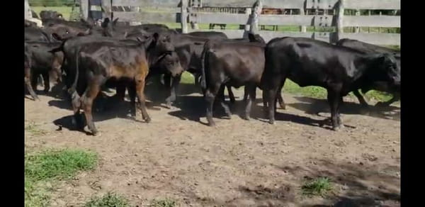 Lote 28 Terneros/as en Villaguay, Entre Ríos