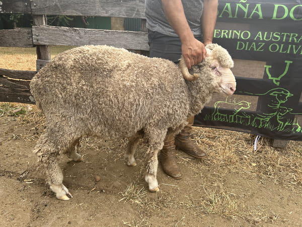 Lote Borrego 2D (MO: Si)