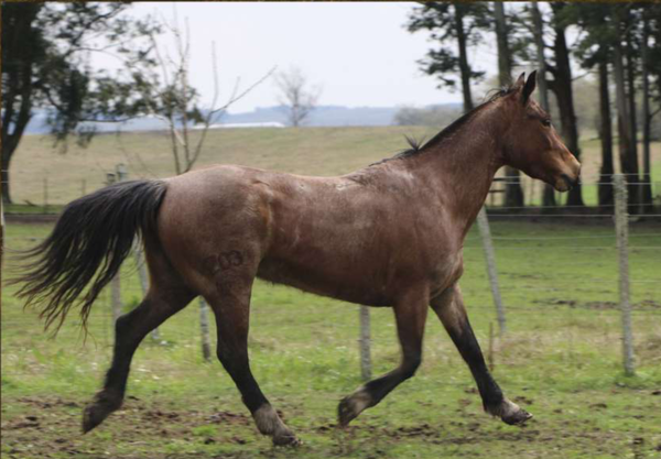 Lote Santa Gloria Riojana