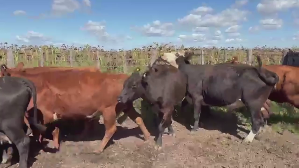 Lote 38 VACAS CUT PREÑADAS, PEHUAJO, PCIA. DE BS. AS.