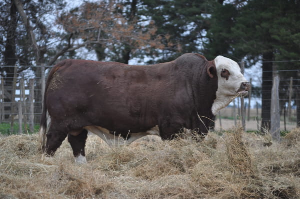 Lote BRAFORD EL ALJIBE