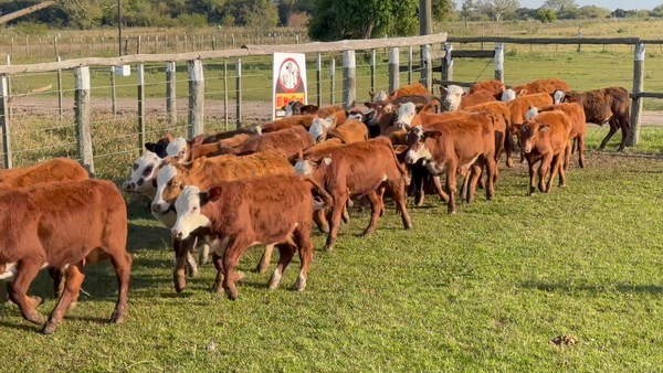 Lote 60 Terneros en Corrientes, San Roque
