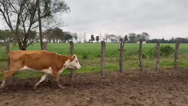 Lote 33 Vacas de invernar en Santa Fe, Videla
