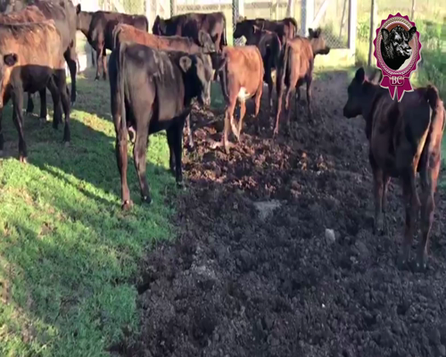 Lote 5 Terneros y 10 Terneras de 130 Kg