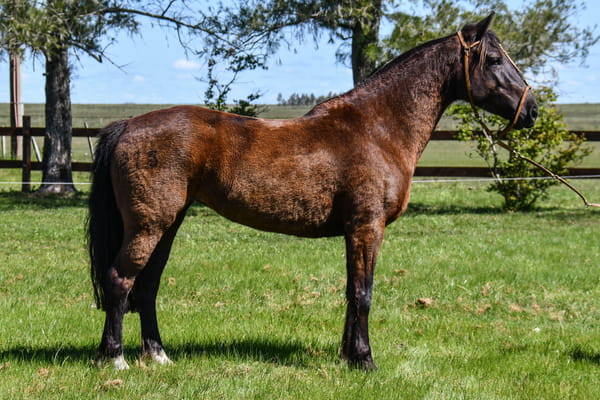 Lote Sincera del Paso