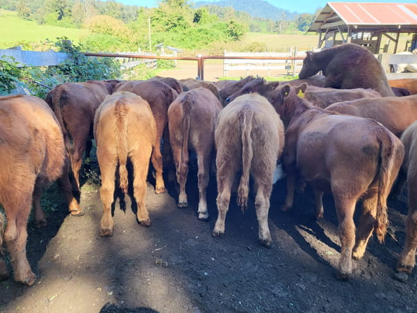 Lote 55 Vaquilla Engorda en XIV Región Los Ríos, Futrono