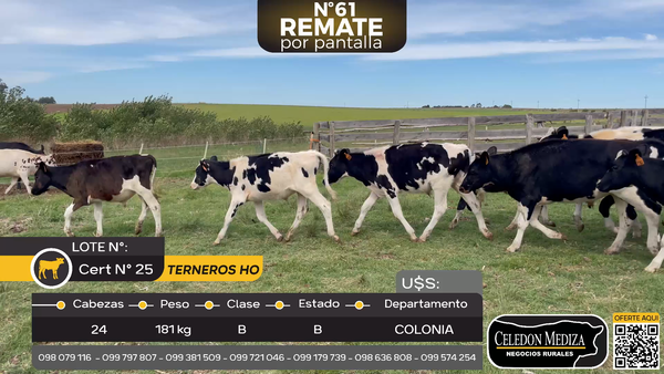 Lote 24 Terneros en Paraje San Juan a 11 km de ruta 54 y a 2 km de camino El Tabaré, Colonia