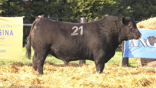 Lote TOROS ANGUS PURO CONTROLADO
