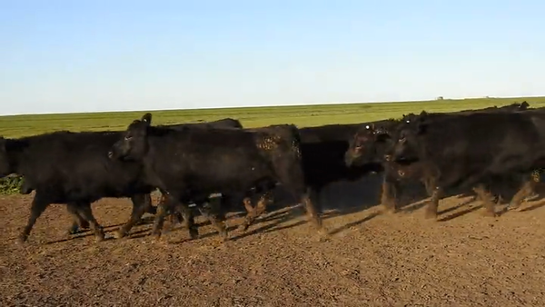 Lote 15 VAQUILLONAS ANGUS MAS