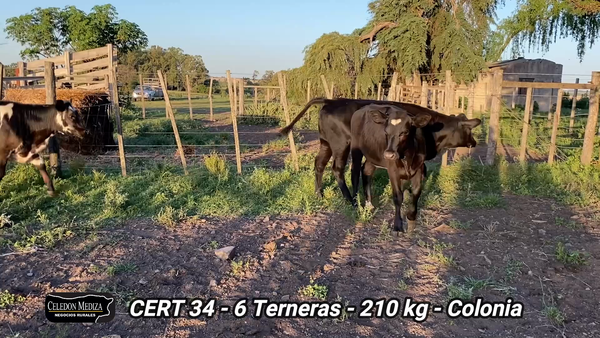 Lote 6 Terneras en Colonia