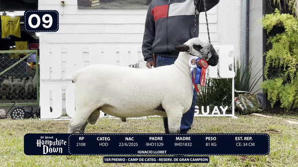 Lote LOTE 9