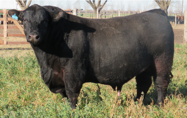 Lote Toros  Angus -  Don Pedro