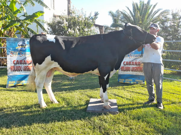 Lote Guiliano Toro Alan