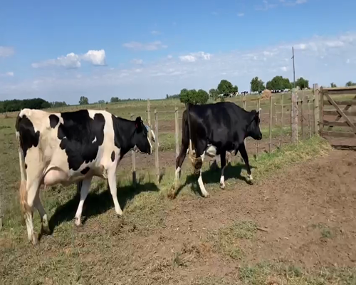 Lote 2 Vaca HOLANDO, San José