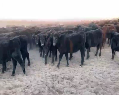 Lote 100 Terneros en Tres Arroyos, Buenos Aires