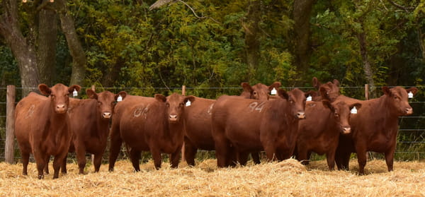 Lote VAQUILLONAS ANGUS PC PRIMAVERA