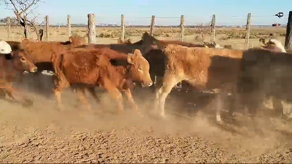 Lote 80 Terneras Braford y sus cruzas en San Justo, Santa Fe