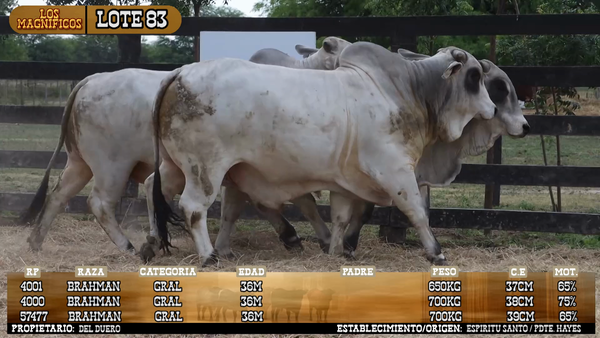 Lote LOTE 83 - PANTALLA