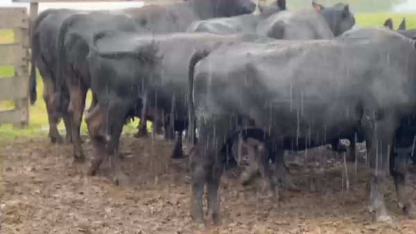 Lote 80 Vacas nuevas Preñadas