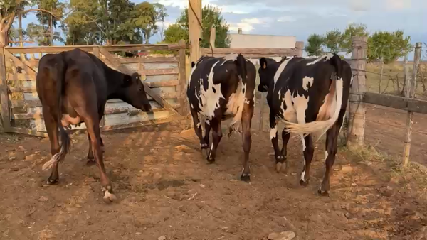 Lote 3 Vaquillonas , San José