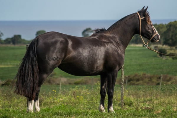 Lote CONSTANCIA RESONGONA 1666