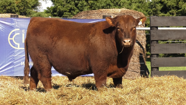 Lote TOROS A. ANGUS PURO PEDIGREE