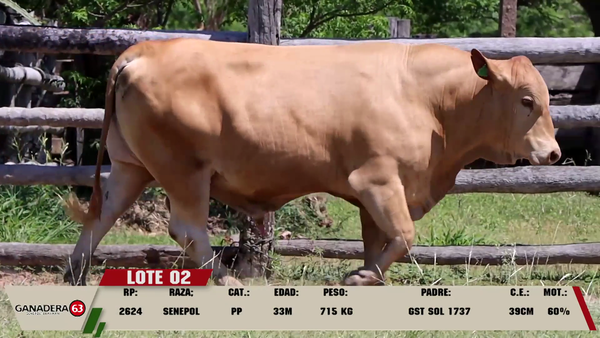 Lote LOTE 2