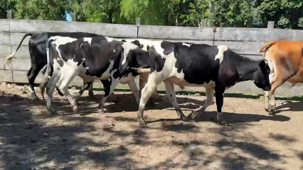 Lote NOVILLOS 1 a 2 AÑOS